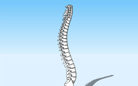 脊柱的结构的特点